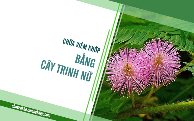 Chữa viêm khớp bằng cây trinh nữ