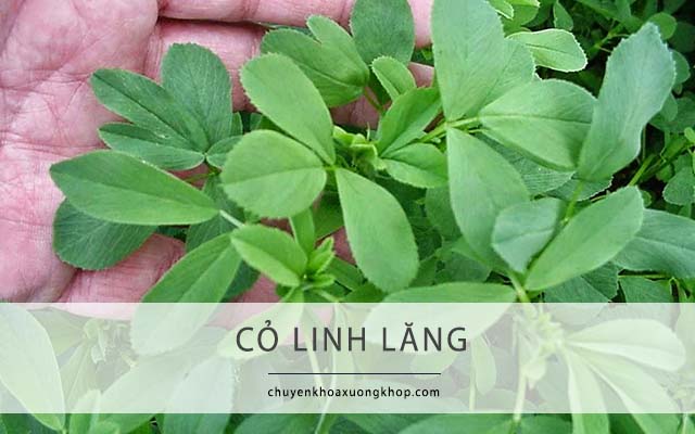 Bài thuốc dân gian chữa đau vai gáy từ cỏ linh lăng