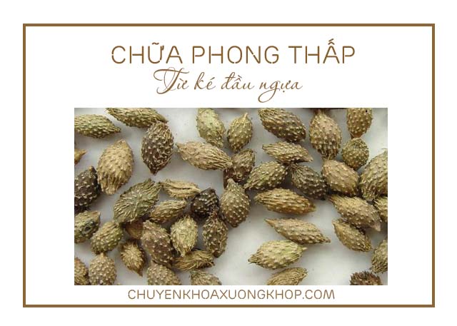 Bài thuốc chữa phong thấp từ ké đầu ngựa