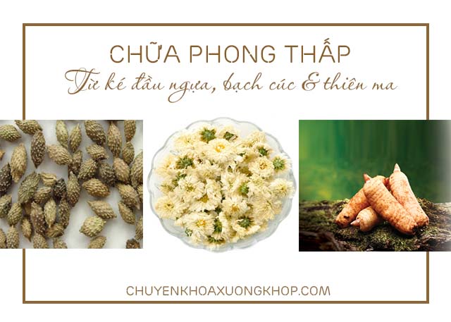 Bài thuốc chữa phong thấp từ ké đầu ngựa, bạch cúc hoa và thiên ma sắc