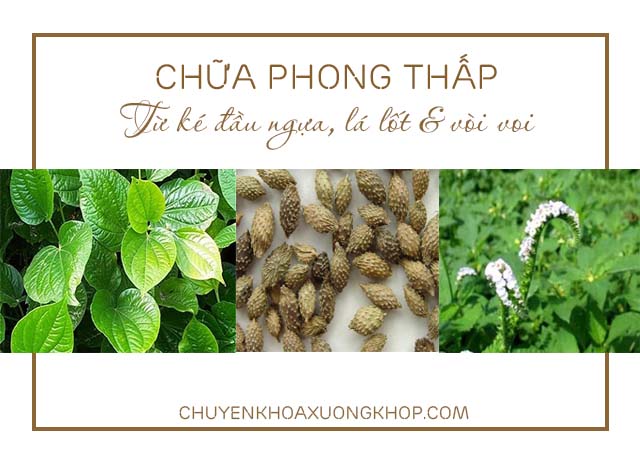 Bài thuốc chữa phong thấp từ ké đầu ngựa, vòi vòi và lá lốt