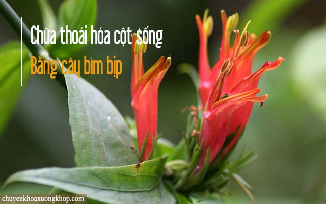 Chữa thoái hóa cột sống bằng cây bìm bịp