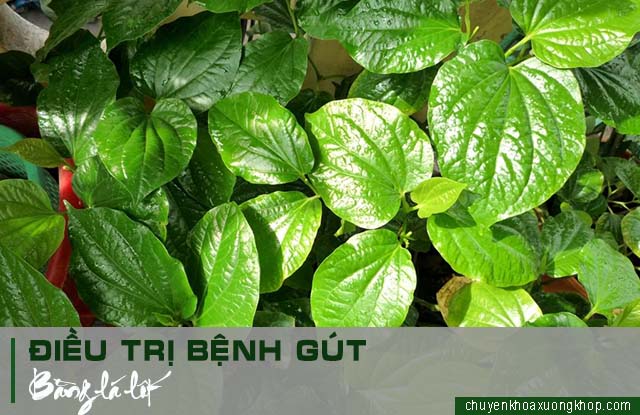 Lá lốt là cây thuốc trị bệnh gút hiệu quả