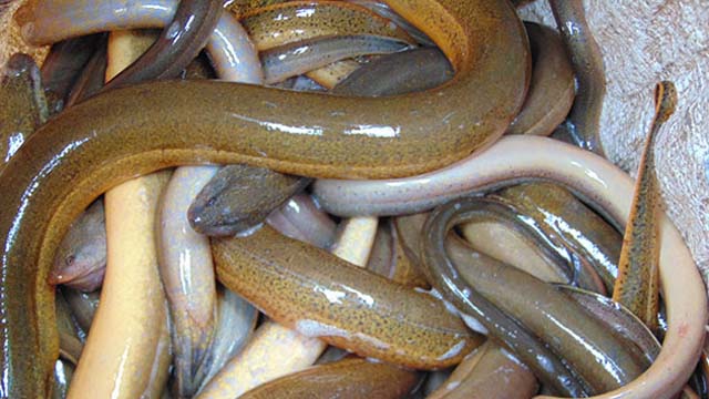 món ăn từ lươn giúp mạnh gân cốt