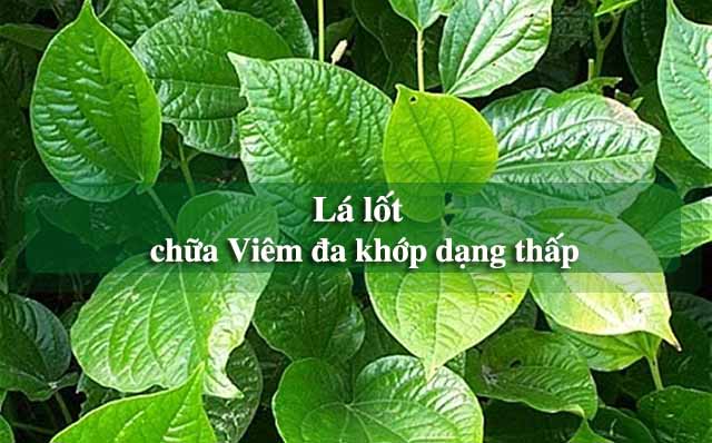 điều trị viêm đa khớp dạng thấp bằng lá lốt