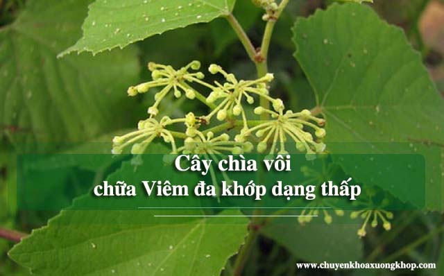 cây chìa vôi trị viêm đa khớp dạng thấp