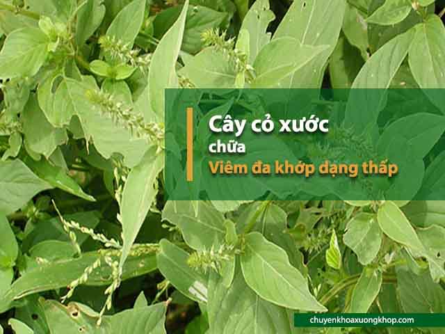 chữa viêm đa khớp dạng thấp từ cây cỏ xước