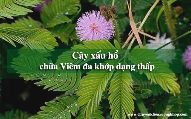 chữa viêm đa khớp dạng thấp bằng cây xấu hổ