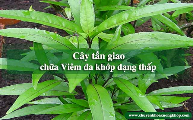 bài thuốc cây tần giao trị viêm đa khớp dạng thấp