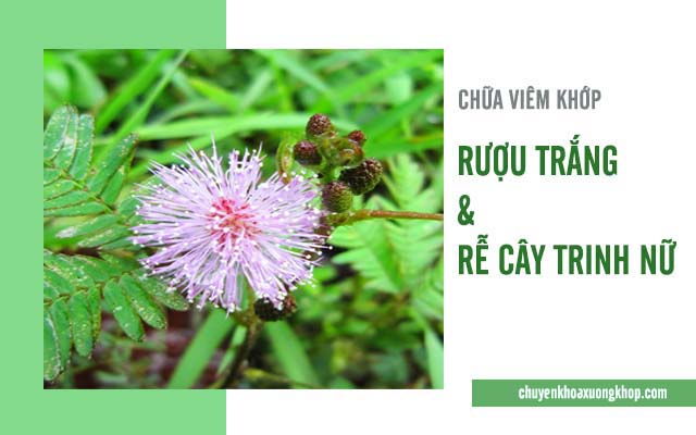 chữa viêm khớp bằng cây trinh nữ và rượu trắng